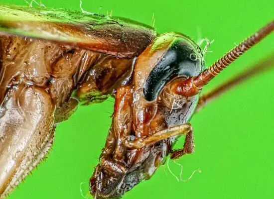 How Are Cockroaches Born?