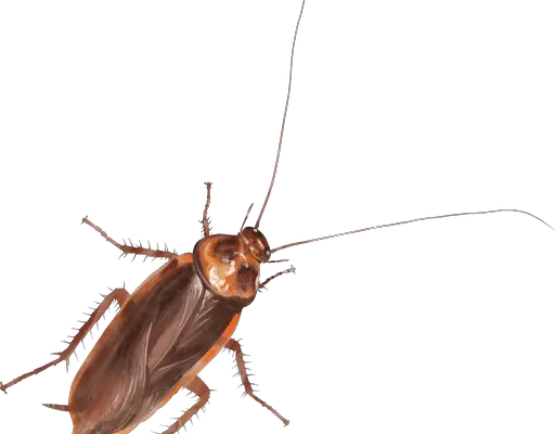 Cockroach Control in Nebraska