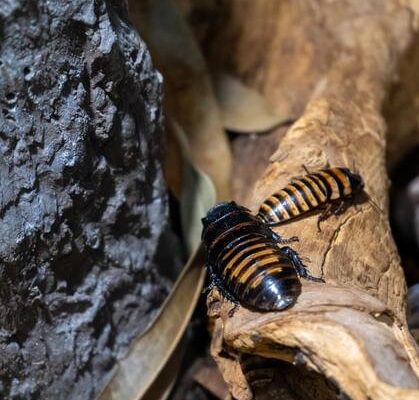 How Long Do Cockroach Eggs Take to Hatch?