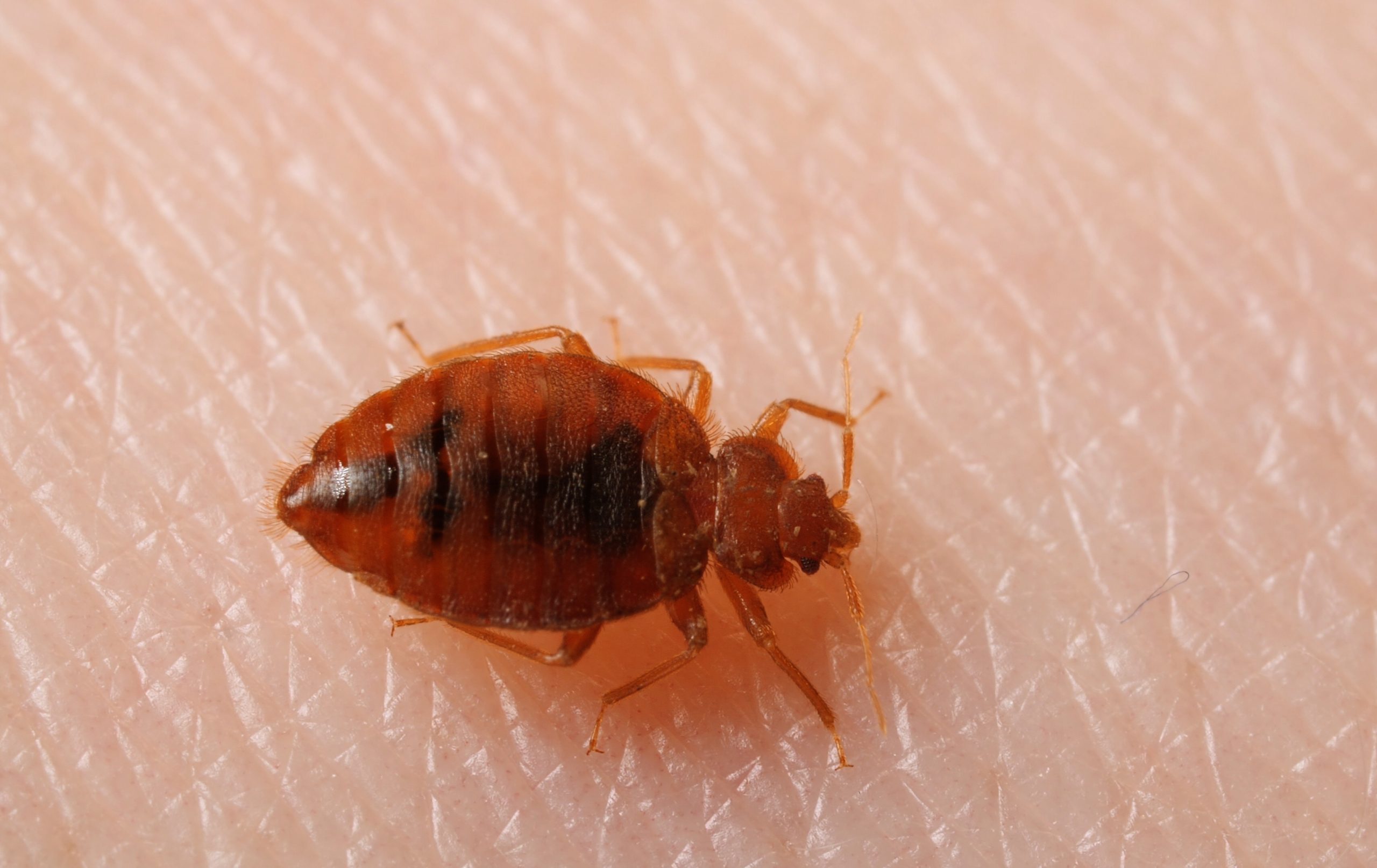 How Do Bed Bugs Affect Your Health?