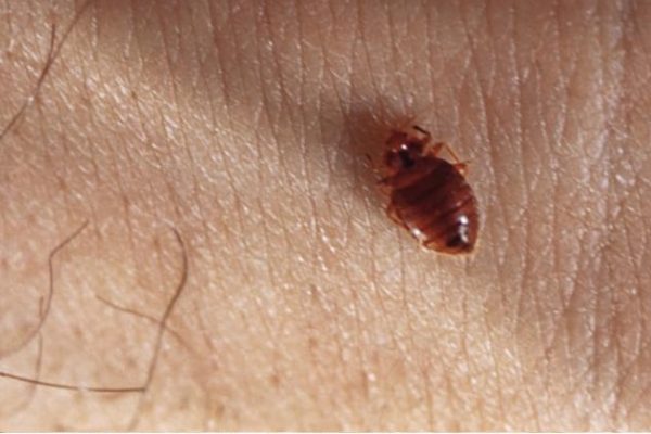 Are Bed Bugs Always in Groups?