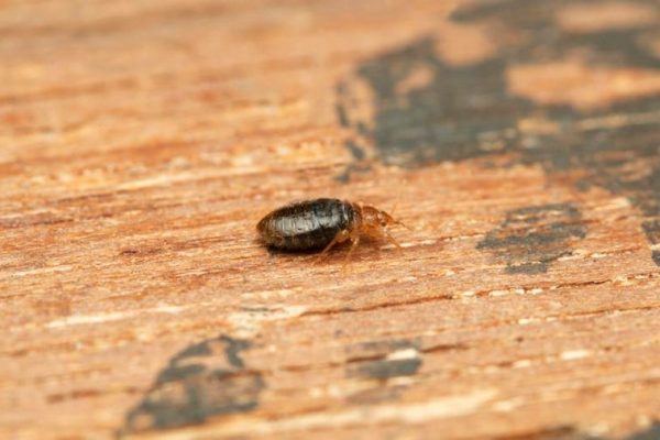 What Should Hotel Do If Bed Bugs Infest Your Bed?