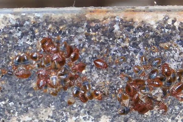 How Bed Bugs Bite