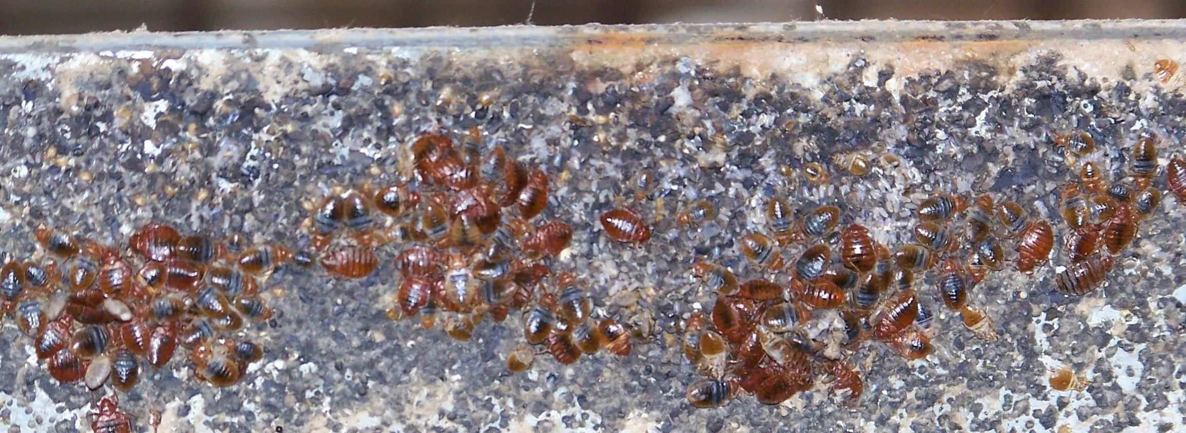 How Bed Bugs Bite