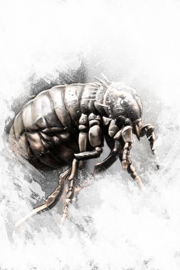Does Head Lice Treatment Work on Fleas?