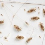 How Do Head Lice Form in the First Place?