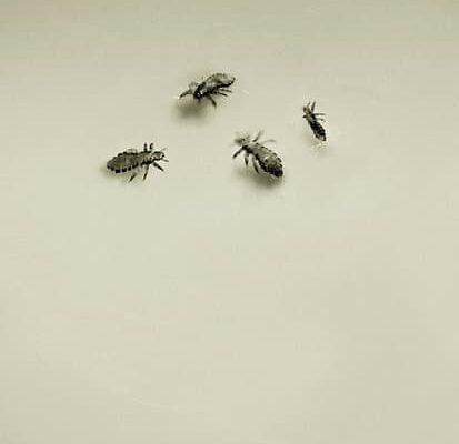 Is Head Lice Contagious?