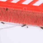Why Are Head Lice White?