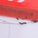 Can Head Lice Fall Out of Your Hair?