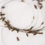 What Can I Do to Prevent the Spread of Head Lice?