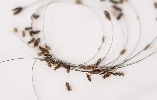 Head Lice - Can They Come From a Dirty House?