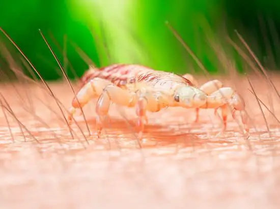 Can Head Lice Move to Pubic Hair?