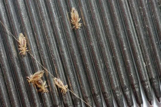 Can Head Lice Kill a Baby?