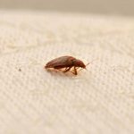 Will Bed Bugs Bite Cats?