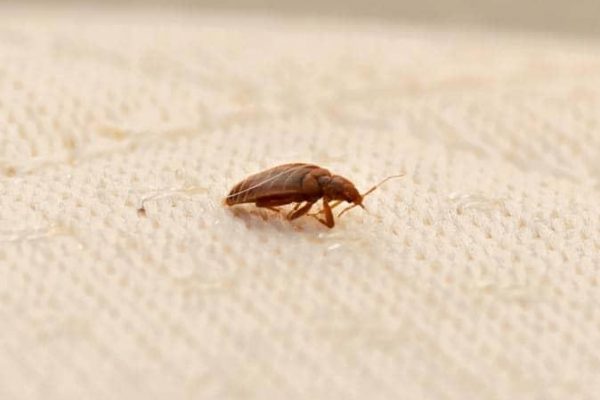 What Bed Bug Spray Do Professionals Use?