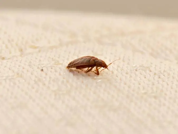Can Bed Bugs Feel Pain?