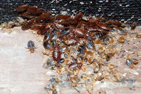 How Much to Treat Bed Bugs