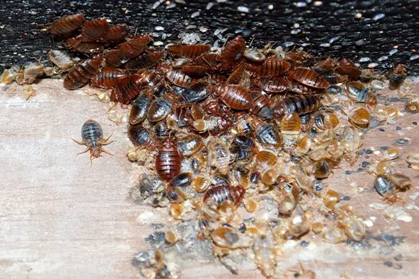 Can Bed Bugs Hurt Dogs Pestwhisperer
