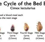 Can Bed Bugs Jump Like Fleas?