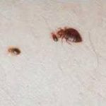 Can Off Lotion Prevent Bed Bugs?