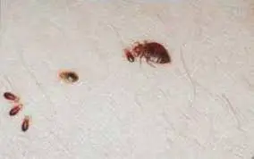 How Much Heat Does It Take to Kill Bed Bugs?