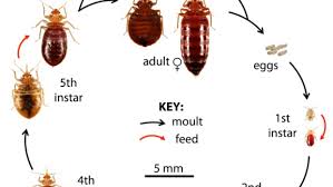 Can Bed Bugs Get in Your Private Parts?