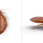 Do Essential Oils Help With Bed Bugs?