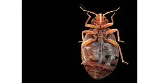 How Long Do Bed Bugs Live?