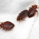How Can Bed Bugs Enter Your Body?