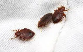 Can Bed Bugs Get Under Your Skin?