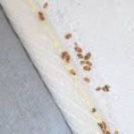 How to Get Rid of Bed Bugs Without Professional Help