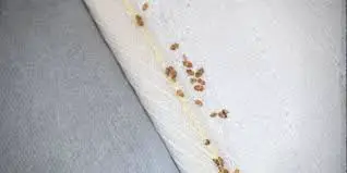 Why Bed Bugs Itch