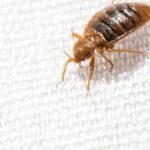 Can Bed Bugs Carry Diseases?