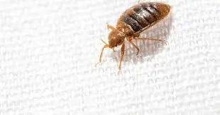 Can Bed Bugs Cause Low Hemoglobin?