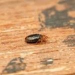 How Big Are Baby Bed Bugs?