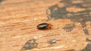 Can Bed Bugs Hide in Wood?