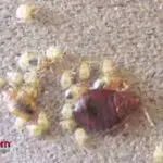 How Much Is Bed Bug Treatment For Apartments?