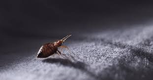 How Large Do Bed Bugs Get?