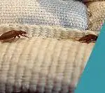 Are Bed Bugs Big Or Small?