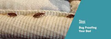 How Can I Kill Bed Bugs For Good?