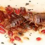 Are Bed Bugs Found in Groups?
