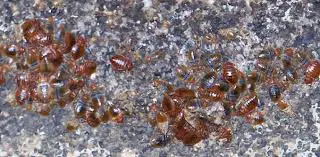 Can Bed Bugs Survive Without Blood?