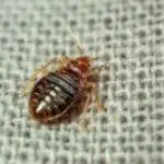 Are Bed Bugs Big?