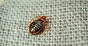 Can Bed Bugs Pass Through Sheets?