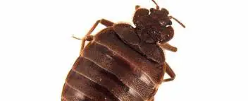What Bed Bugs Can Cause