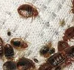 How Can Bed Bugs Ruin Clothes?