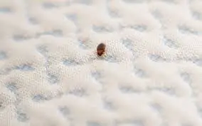 Why Bed Bugs Will Only Be on One Side of the Bed?