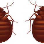 At What Temperatures Do Bed Bugs Die?