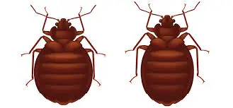 How Big Are Bed Bugs Compared to Fleas?