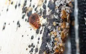 What Are Bed Bug Bites?